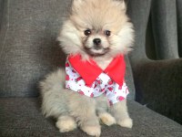 400 GRAM POMERANİAN