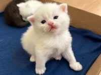 Beyaz bebiş british shorthair