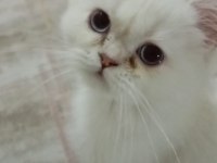 Yavru British Longhair