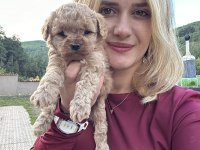 12 yıllık Üreticiden Toy Poodle Yavruları