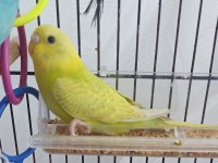 Yavru muhabbet kuşları