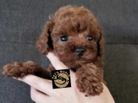 PETS WORLD GÜVENCESİYLE gerçek toy poodle yavrularımız