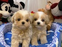 0 NUMARA MALTİPOO YAVRULAR (tuvalet eğitimli)