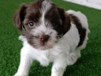 Morkie Erkek Yavrumuz