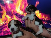 Beagle yavrularımız ırk garantilidir
