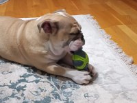 6 aylık dişi ingiliz bulldog