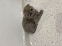 Dişi Scottish Fold Shorthair Lilac