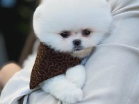 Teddy Bear Pomeranian Boo