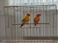 Güneş Konur (Portakal caique ile takas kabul edilir)