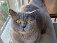 Scottish fold ve british kedisi