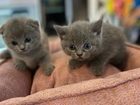 Scottish fold yavrumuz