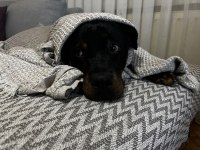 Rottweiler kızımızı ailevi sorunlardan kaynaklı