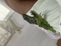 Ele alışkın çipli yasal iguana pazarlık olur