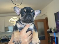 FRENCH BULLDOG TÜM RENKLER