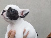 İngiliz bulldog