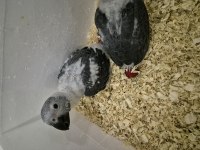 EL BESLEME BEBEK JAKO PAPAĞANI EVLATLAR