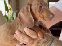 EGZOTİK MAVİ GÖZLÜ AŞILI DACHSHUND YAVRUMUZ ÇİFTLİk