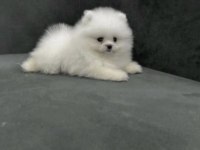 Pomeranian Boo Beyaz