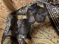 French bulldog yavru köpekler
