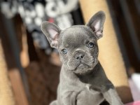 Blue French Bulldog Yavrularımız