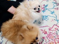 Eşleşme Tecrübeli Teacup Pomeranian Boo Dişimiz