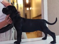 A Scr Fci-kif kayıtlı cane corso