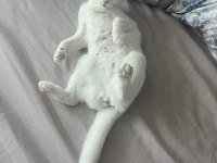 Şımarık nazlıcan scottish fold