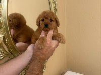 Toy poodle kore