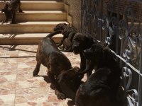 A Class Presa Canario Yavruları