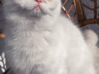 Pamuk prenses kedimiz