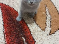 Scottish fold kedilerin yeni yuvalarını arıyoruz