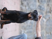 A şecereli 8 aylık dişi rottweiler