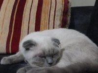 Cins kedimiz 4 aylık erkek scottish fold