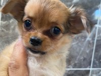Elma kafa minyatür chihuahua