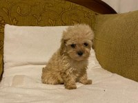 Apricot poodle yavrularımız