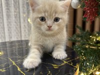 British shorthair yavru kediler