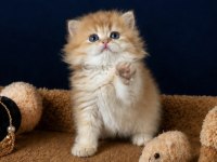 British shorthair ve longhair golden yavrular