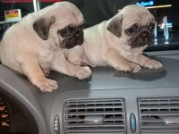 Muhteşem Pug Mops Bebekler