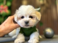 MALTESE TERRİER YAVRULARIMIZ