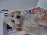 Minyatür Poodle
