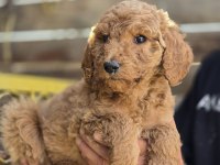 Giant (Dev) Poodle Yavruları Burkemden