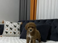 toy poodle ev ortamından