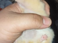 UZUN TÜY TEDDY BEAR HAMSTER YAVRULAR
