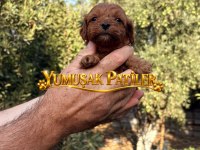 Red Toy Poodle