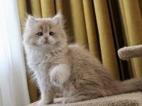 Pofuduk ayıcık british longhair