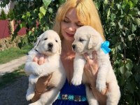 Golden Retriever Adrese Teslim Hizmetimiz Vardır