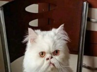 Beyaz İran Persian Dişi