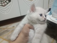 A Kalite Yavrularımız 60 günlükler 6 kardeşten son 2