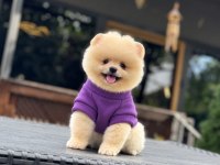 Pomeranian boo yavrularımız