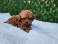 Aşılı Pasaportlu Mikroçipli Maltipoo Yavrularımız